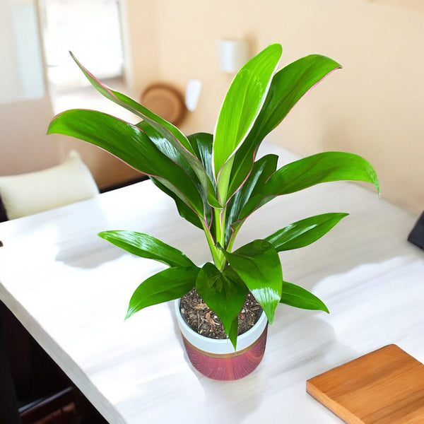 Cordyline fruticosa 'Geraldo' (Lucky Plant) - planta norocoasa