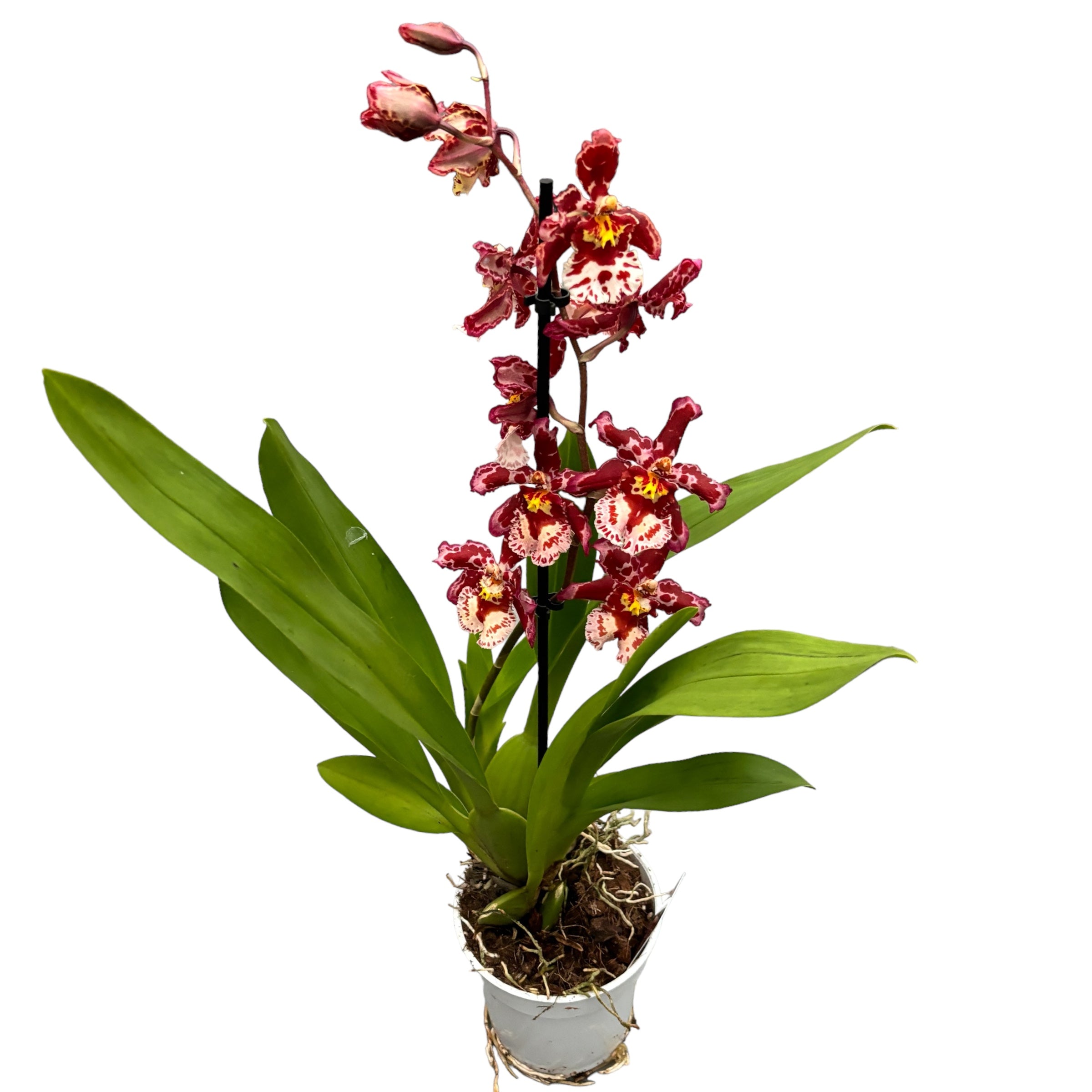 Wilsonara Ruusutarha