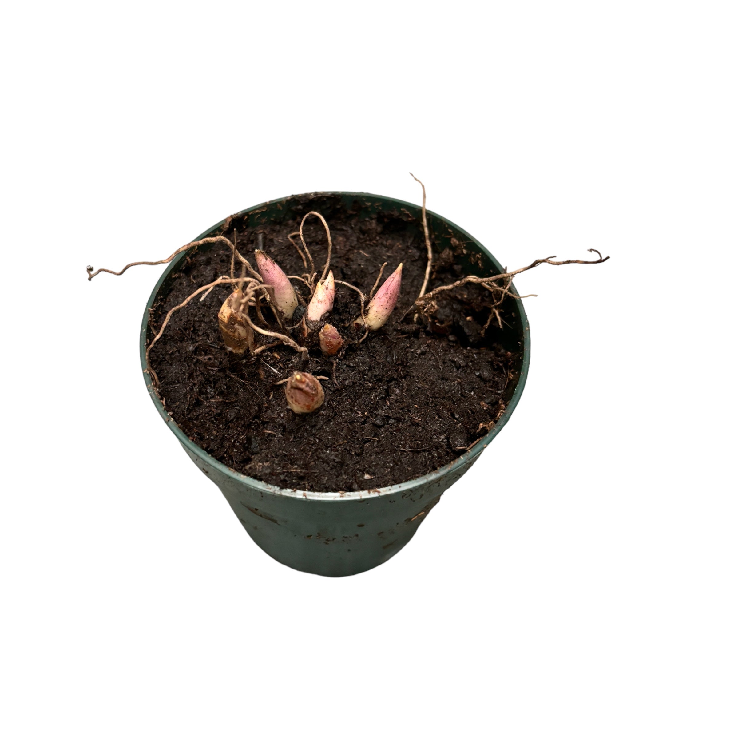 Lacramioare albe - Margaritar (Convallaria majalis) in ghiveci