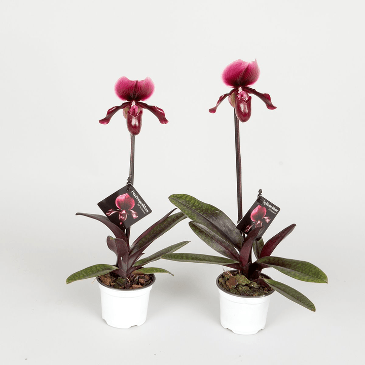 Paphiopedilum maudiae 'Black Jack'