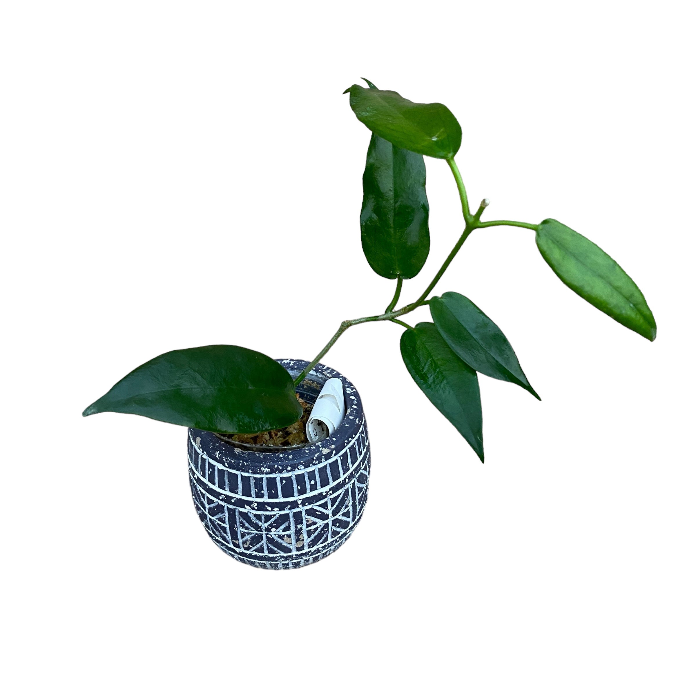 Hoya macgillivrayi (flori uriase parfumate)