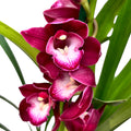 Cymbidium Kalahari Blaze 'Shiraz'