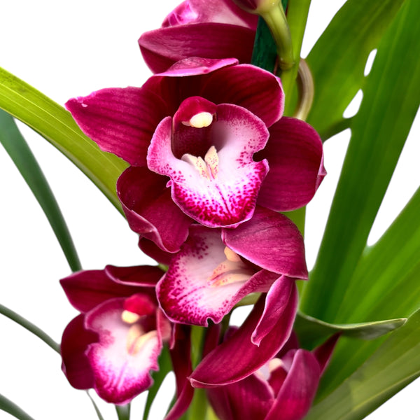 Cymbidium Kalahari Blaze ‘Shiraz’