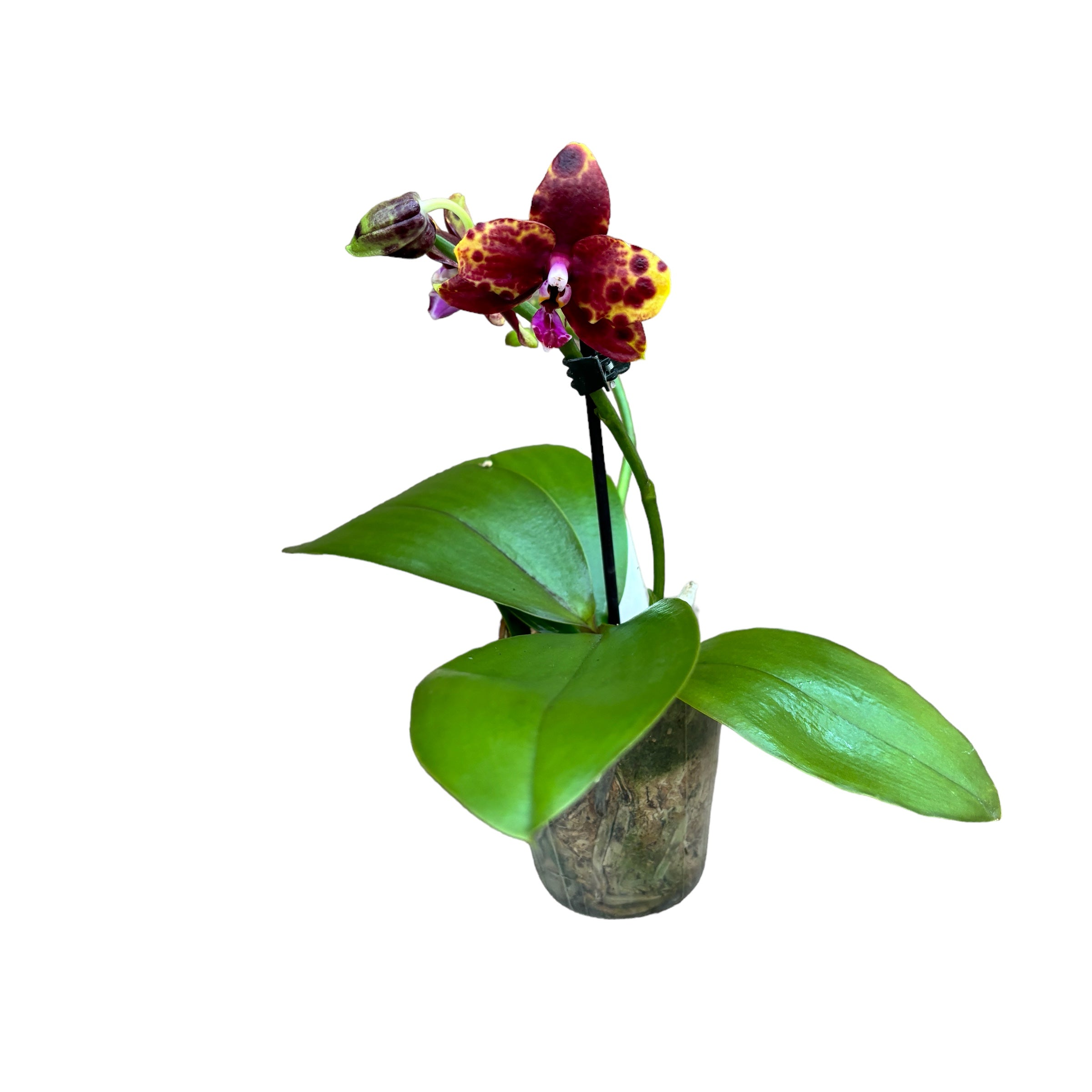Phalaenopsis Allura 'Voodoo' *geparfumeerd