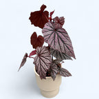 Begonia maculata 'Ashura'