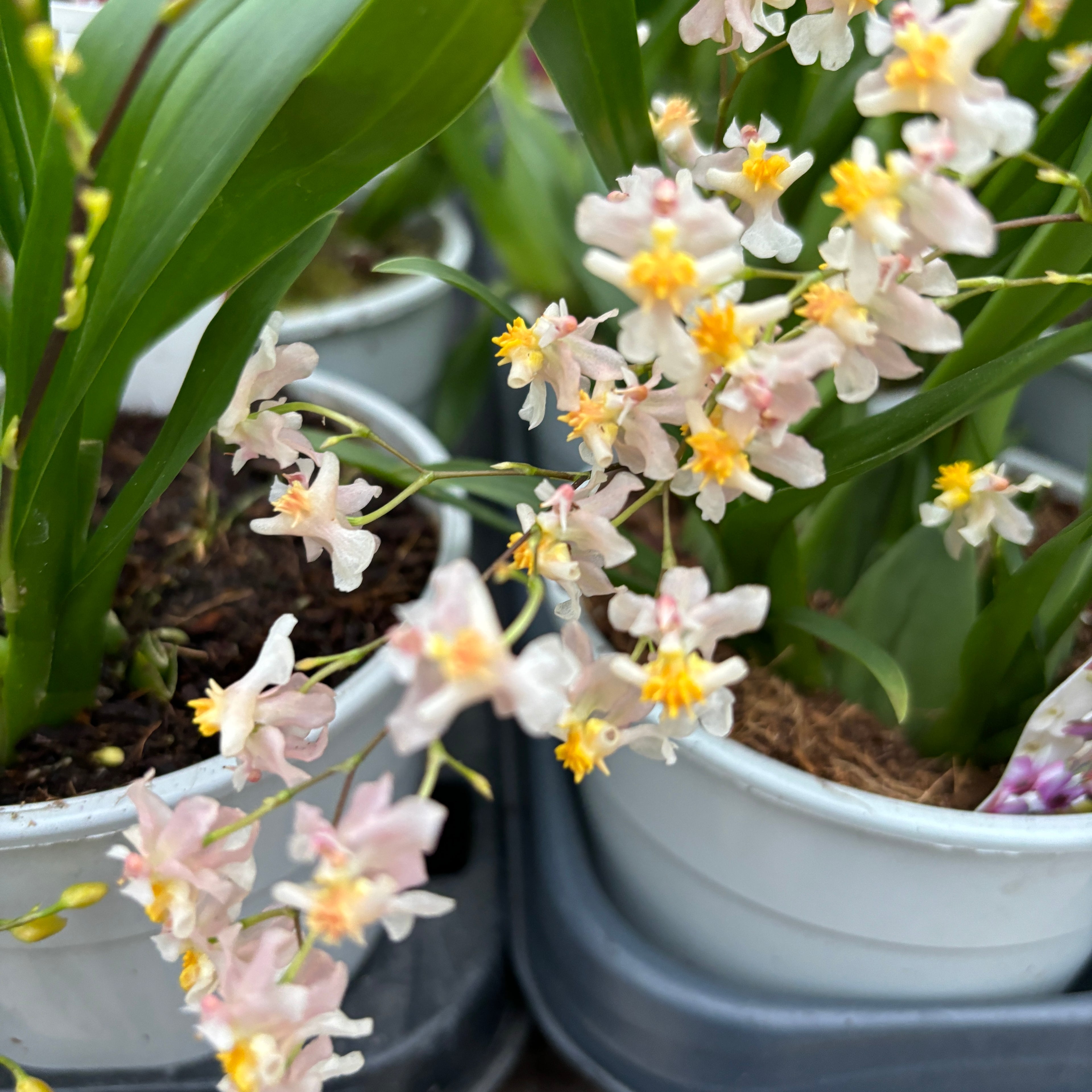 Oncidium Twinkle Pearl - intensiv duftende Blumen