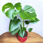 Monstera deliciosa (Swiss cheese plant) 2pp