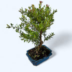 Bonsai Syzygium - mini exotic tree with dense foliage and elegant appearance