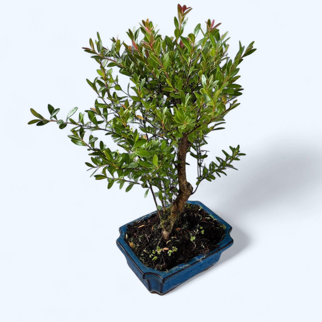 Bonsai Syzygium - mini-arbore exotic cu frunzis dens si aspect elegant
