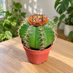 Melocactus matanzanus - Sammlerpflanze mit dekorativem Cephalium