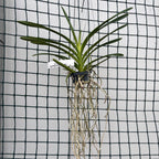 Pda. Cindy Banks (Papilionanda Mimi Palmer × Vanda luzonica)