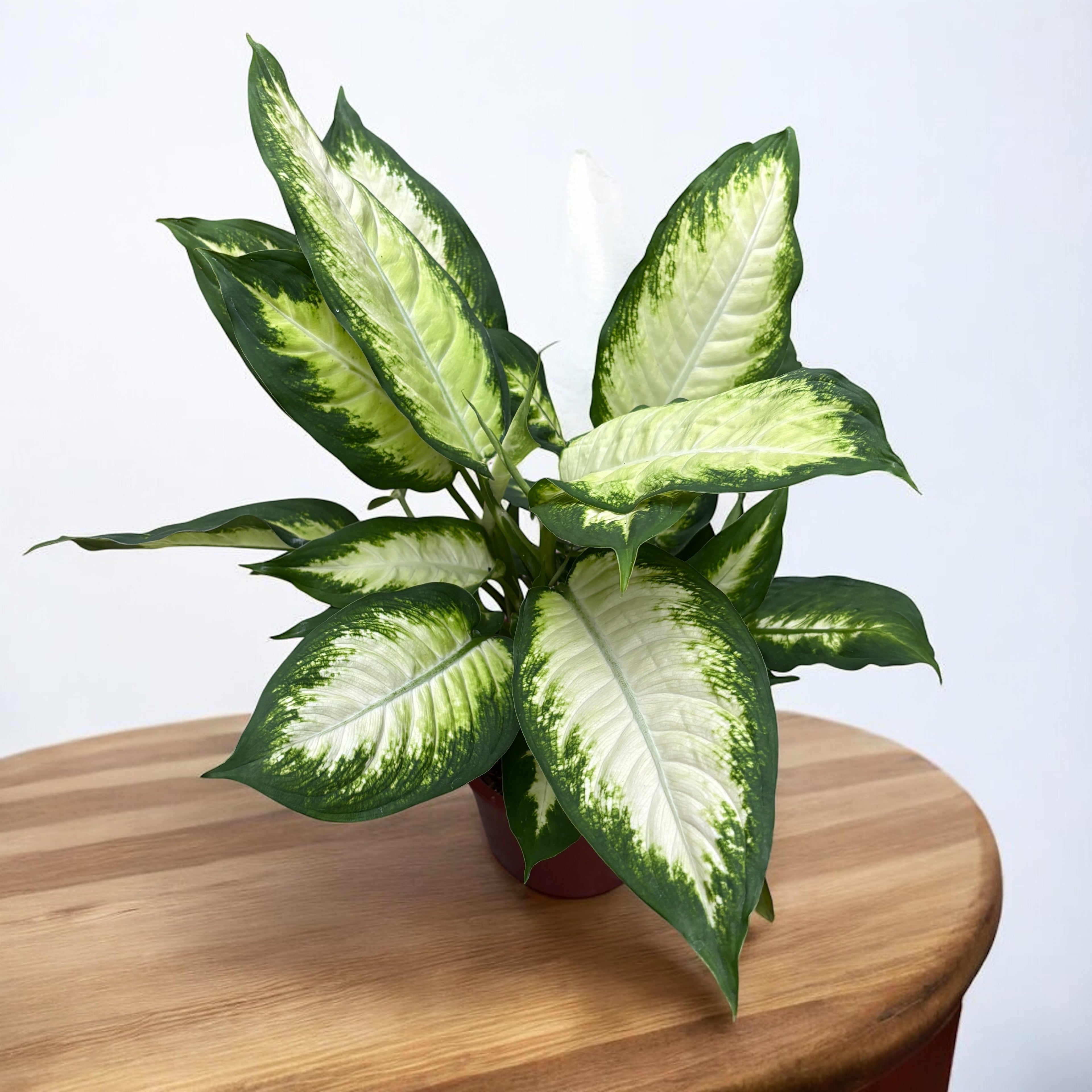 Dieffenbachia 'Camilla' D17