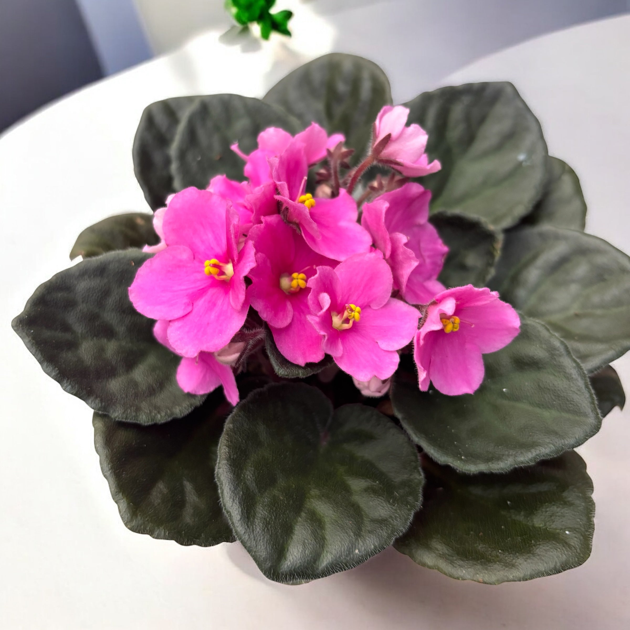 Saintpaulia Inova Spectra Amy - violete roz