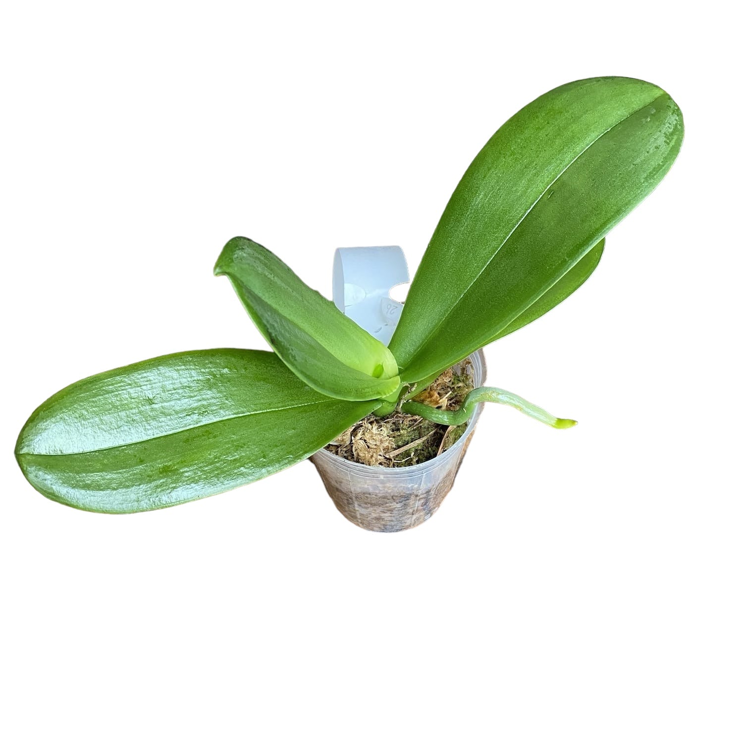 Phalaenopsis Fuller's Sunshine