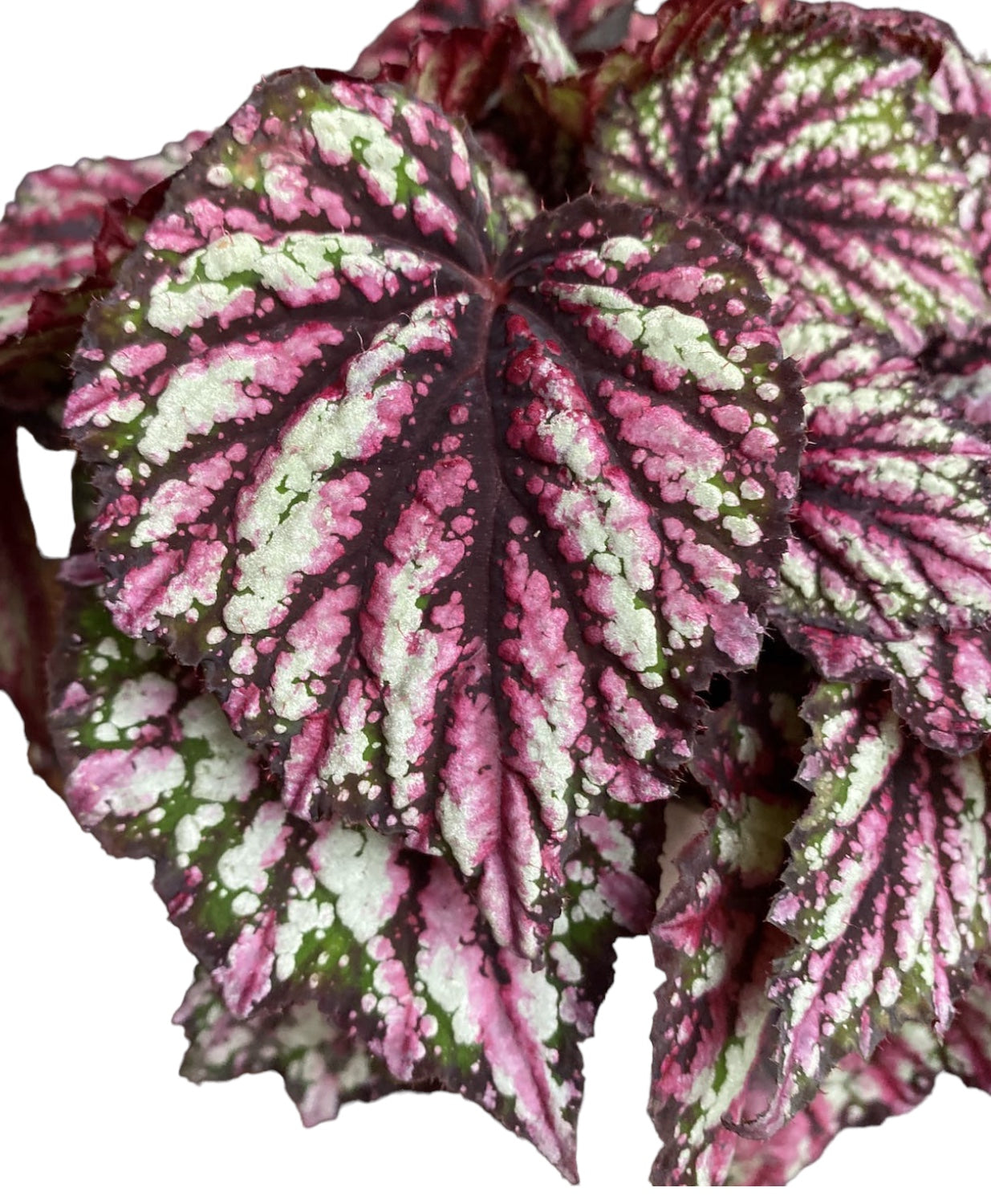 Begonia 'Nordic Glacier'