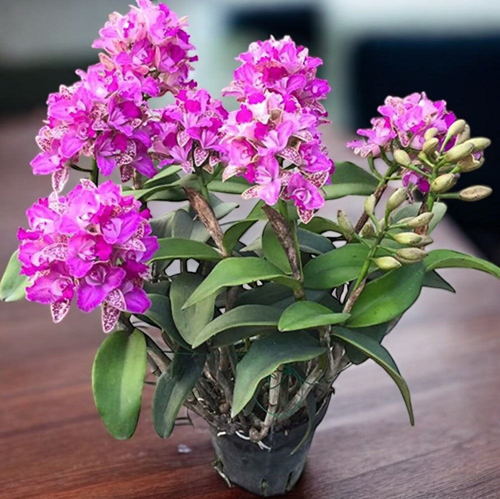 Cattleya Yuan Dung Sweet 'Dragon Fruit' *parfumata