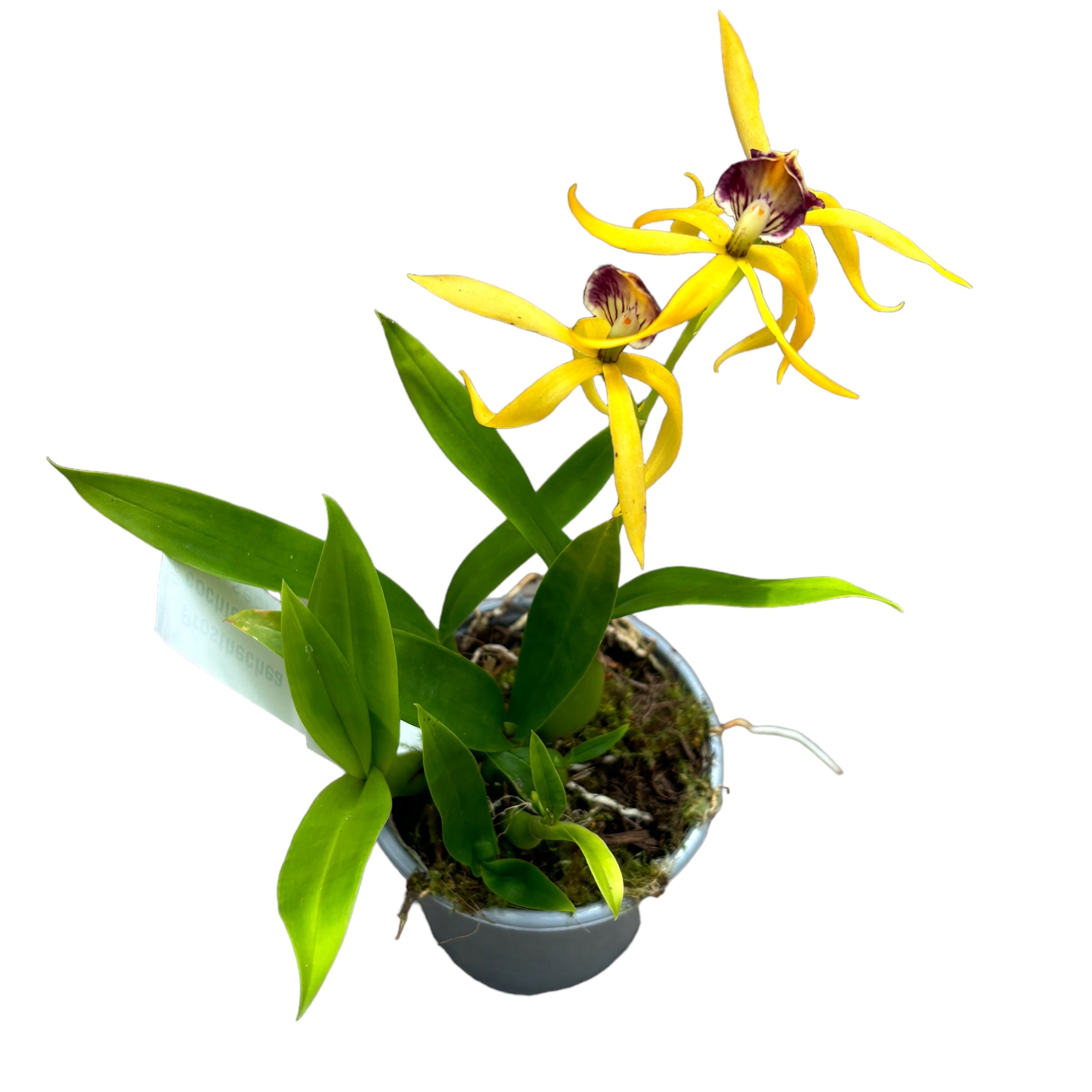 Prosthechea (Encyclia) cochleata var. cochleata - parfumata
