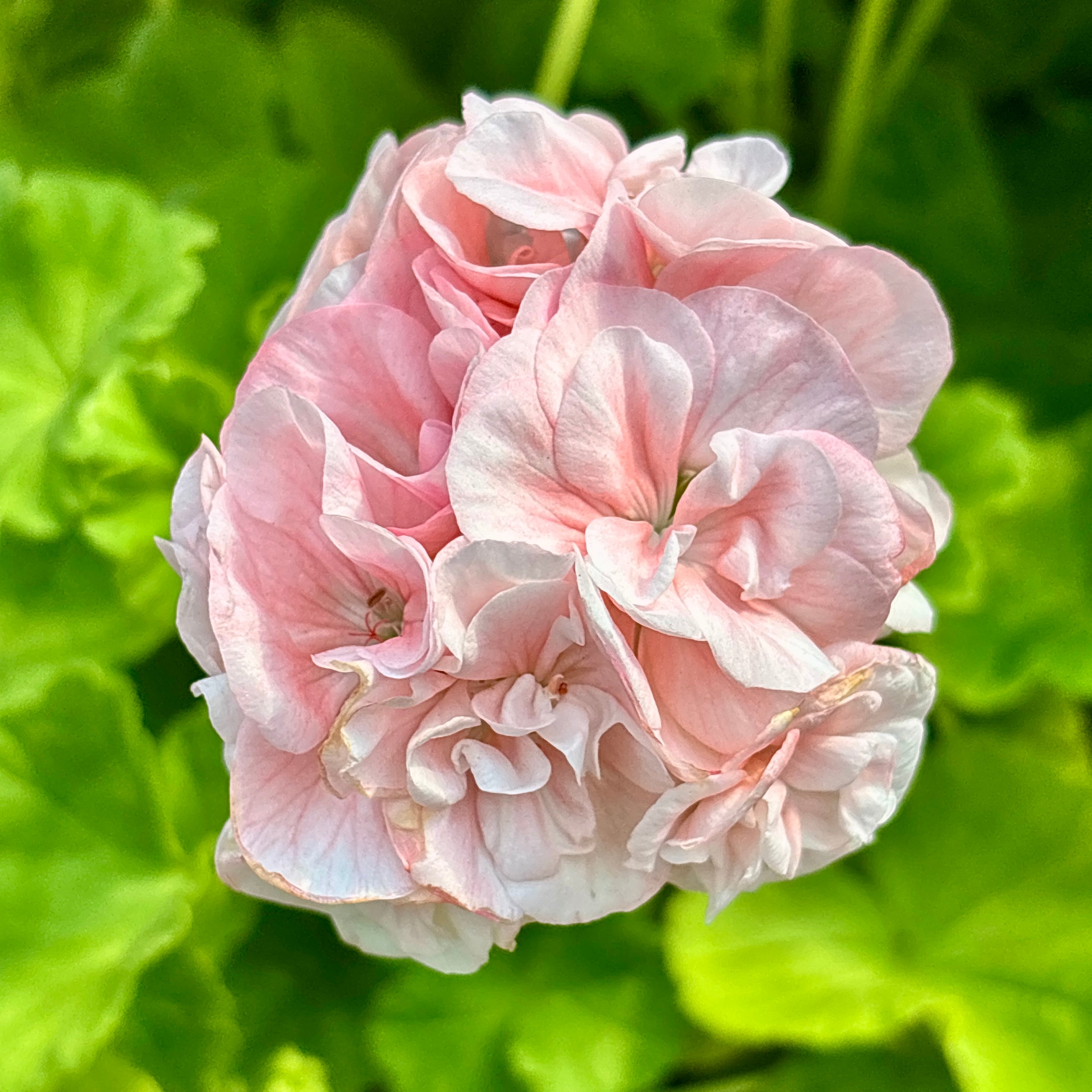 Muscata trandafir - Pelargonium Royal Rosebud ‘Dronning Ingrid’