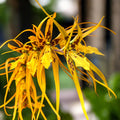 Brassia Orange Delight *duftend