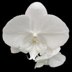 Phalaenopsis Charming Snow '1275' stor läpp