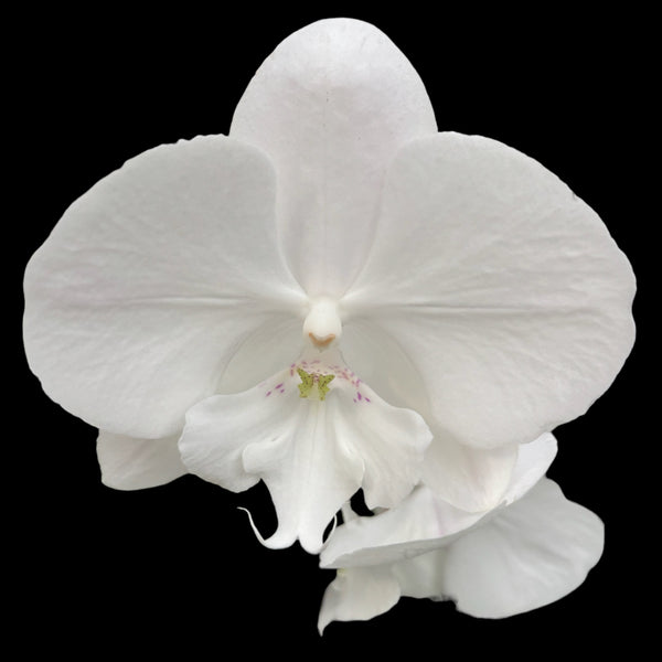 Phalaenopsis Charming Snow '1275' big lip