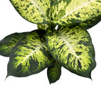 Dieffenbachia Sublime (rostlina Feng Shui)