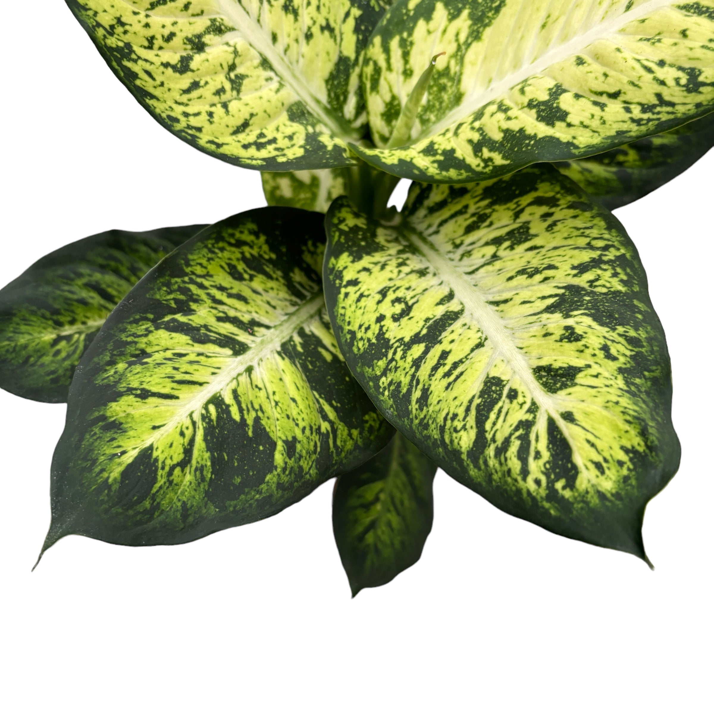 Dieffenbachia Sublime (planta Feng Shui)