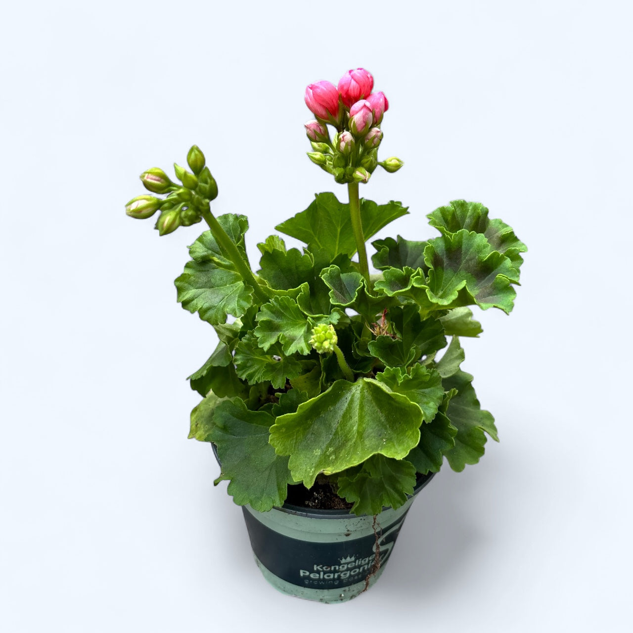 Flores de geranio o pelargonio sobre un fondo borroso de vegetación Flores de geranio o pelargonio sobre un fondo borroso de vegetación