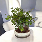 Bonsai Zelkova (Ulmul Japonez) forest 3pp