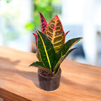 Croton Codiaeum 'Petra' *babyplant