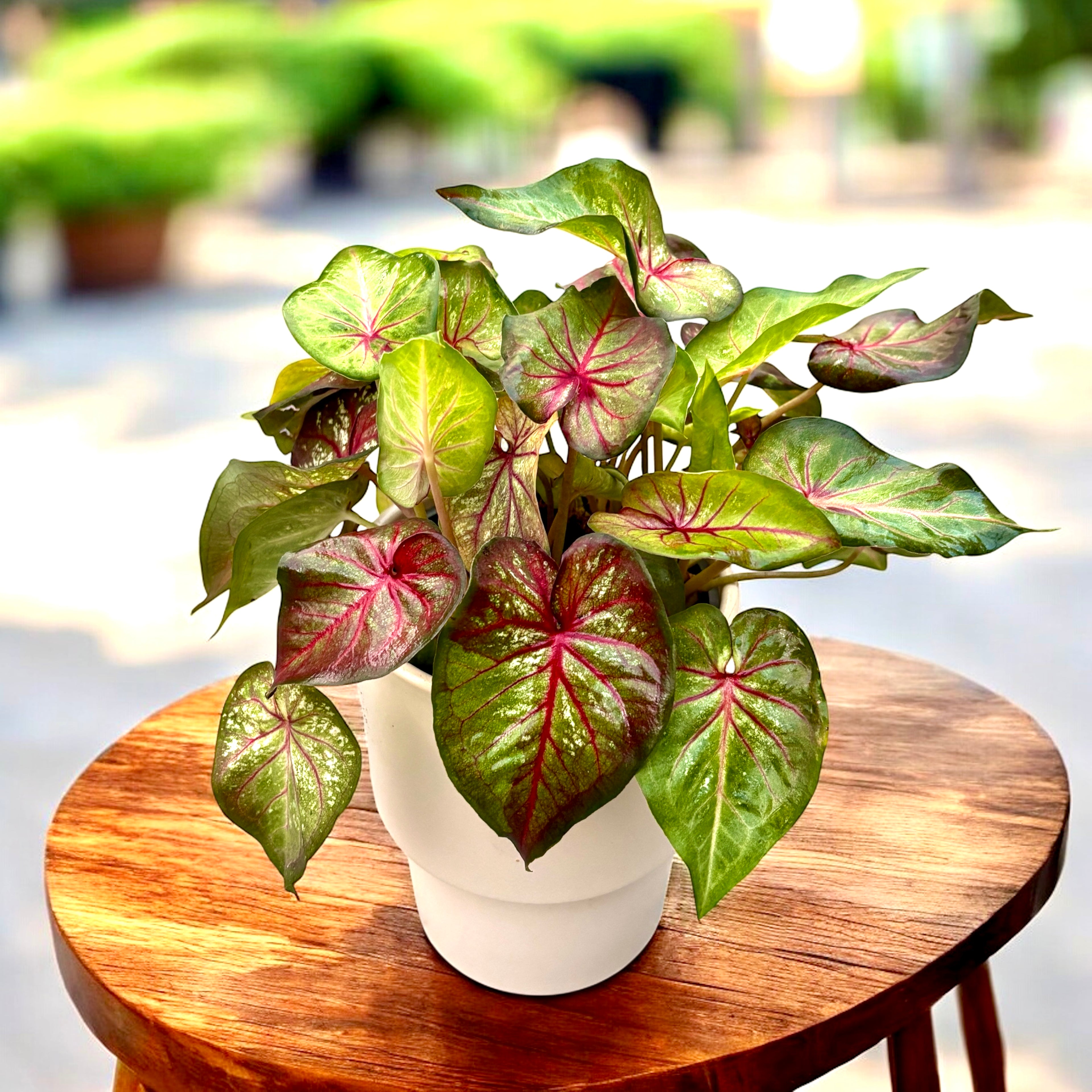 Caladium ‘Cocktail’ 02