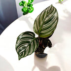Calathea sanderiana * mlada biljka