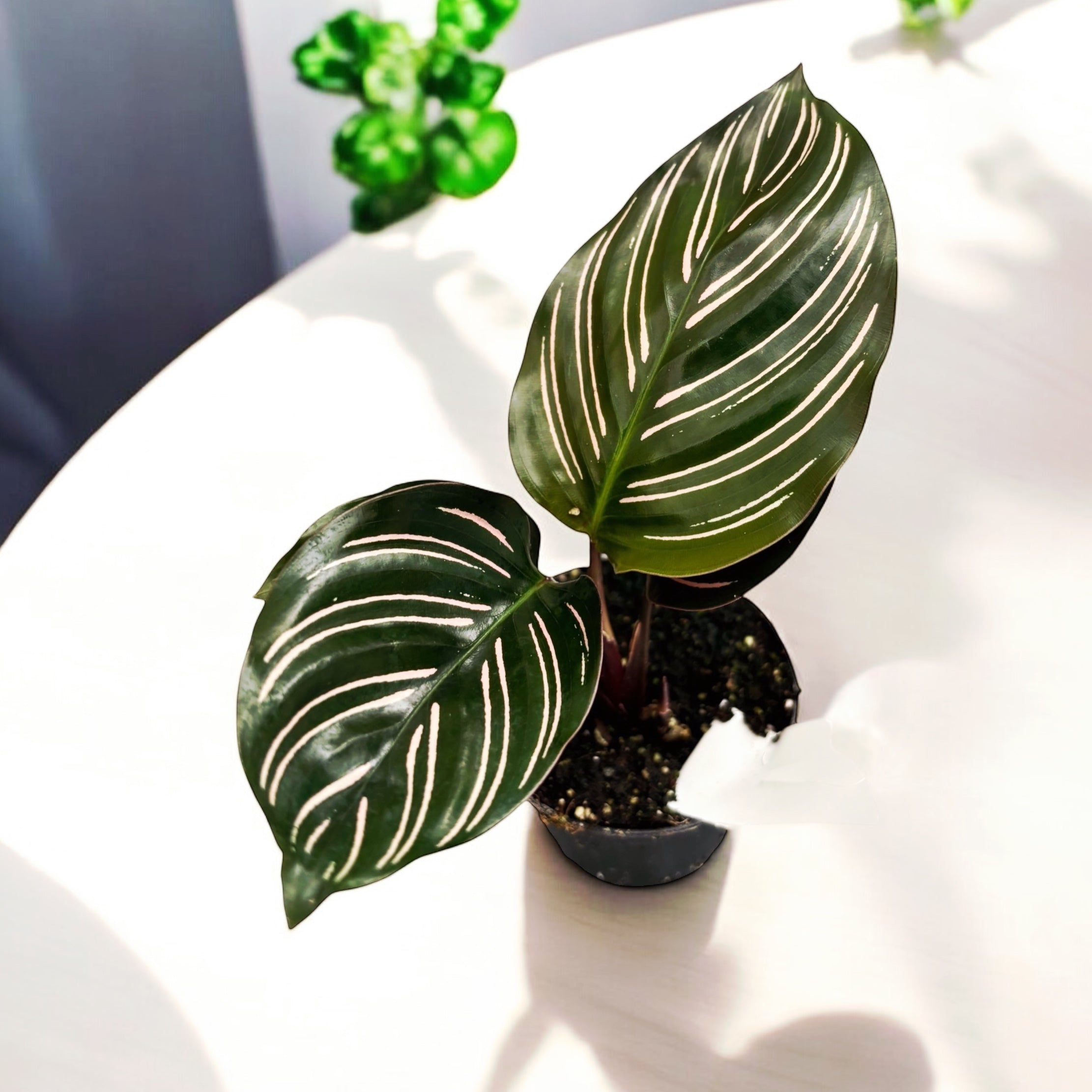 Calathea sanderiana * babyplant
