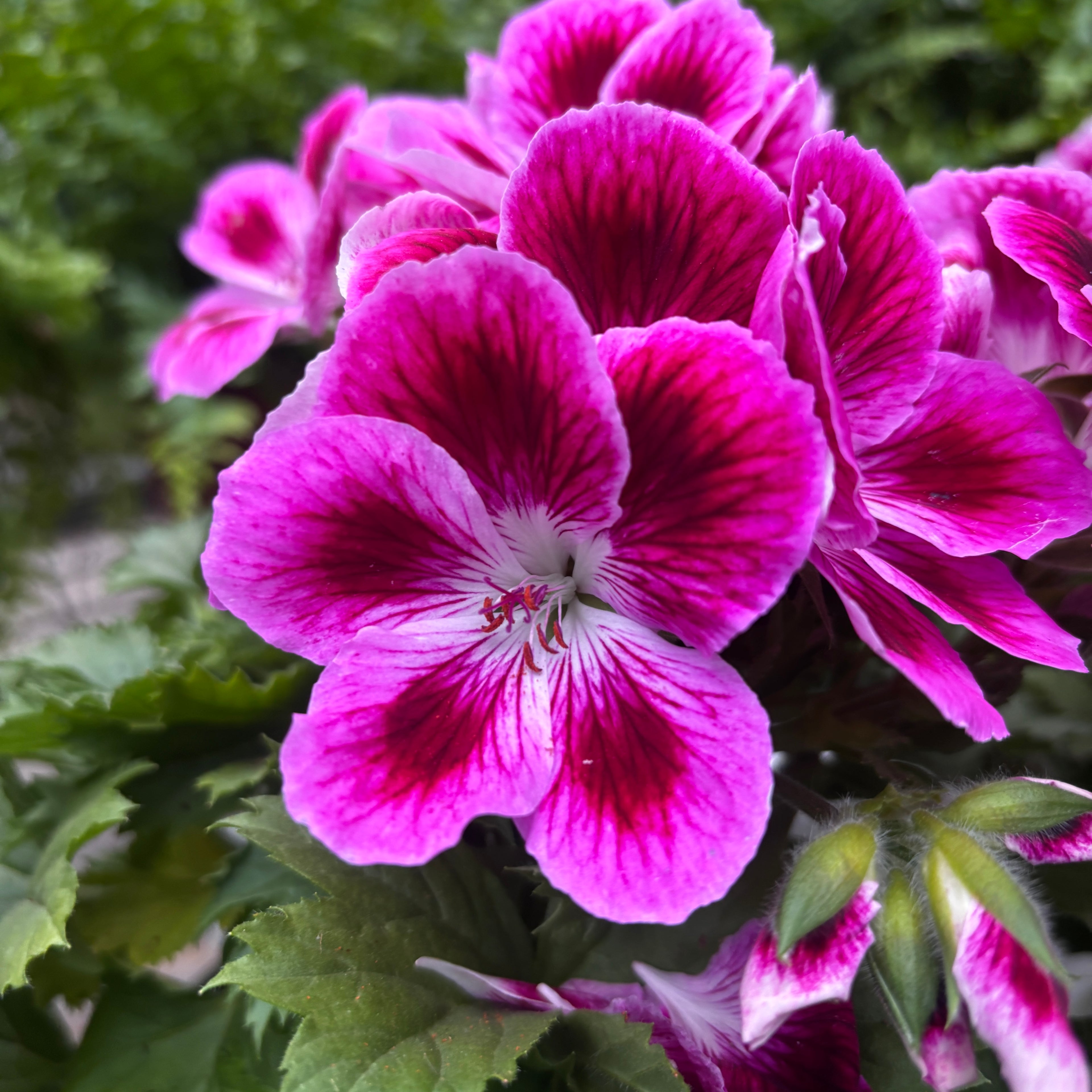 Pelargonium Grandiflorum Elegance Loes - anglické muškáty