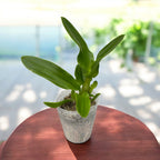 Dendrobium Sárkányszem