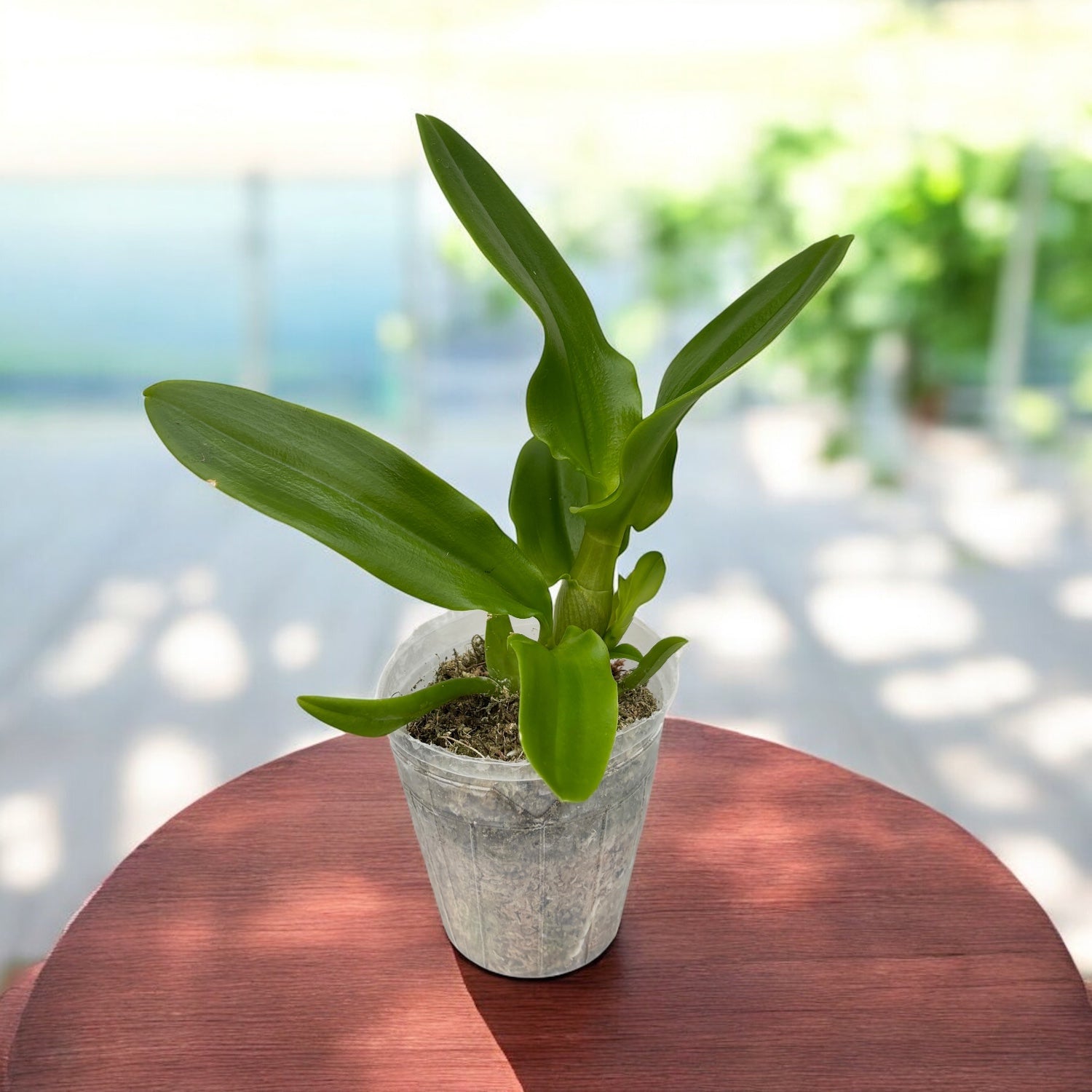 Dendrobium Dragon Eye