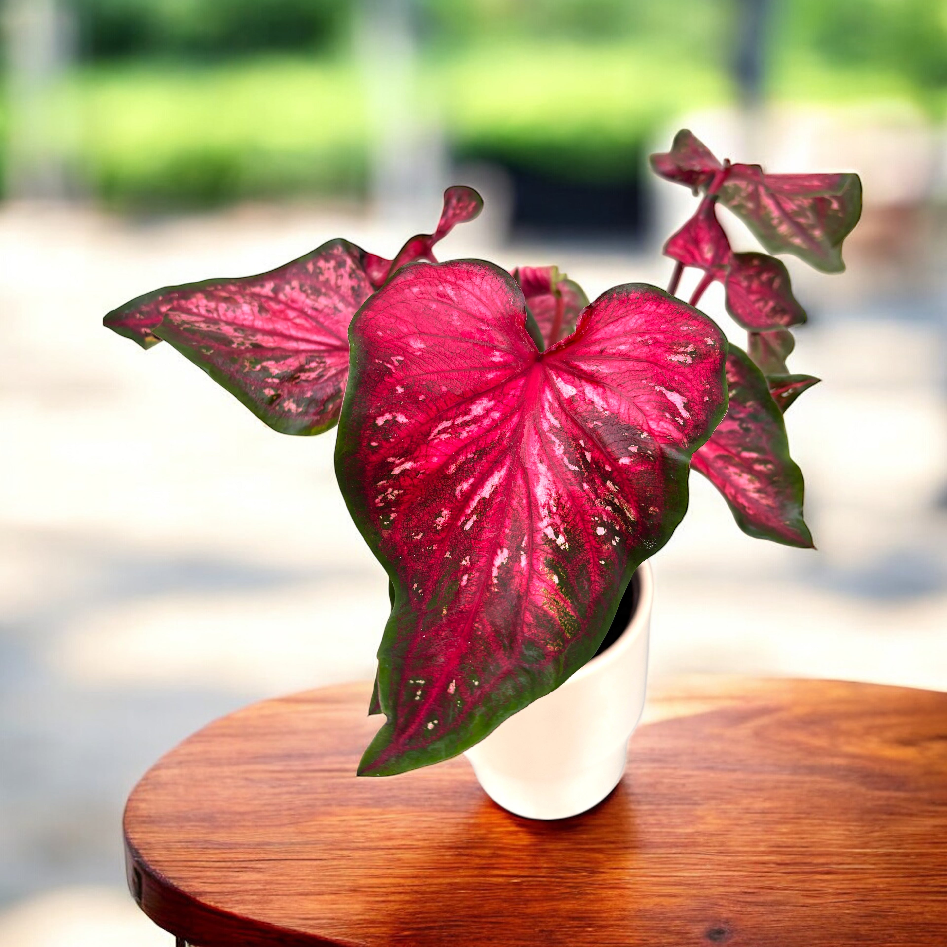 Caladium 'Scarlet Flame' - explozie de culoare cu frunze rosii spectaculoase