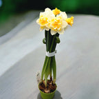 Narcise cu flori mari, bicolore si duble, parfumate - Narcissus 'Golden Pearl'