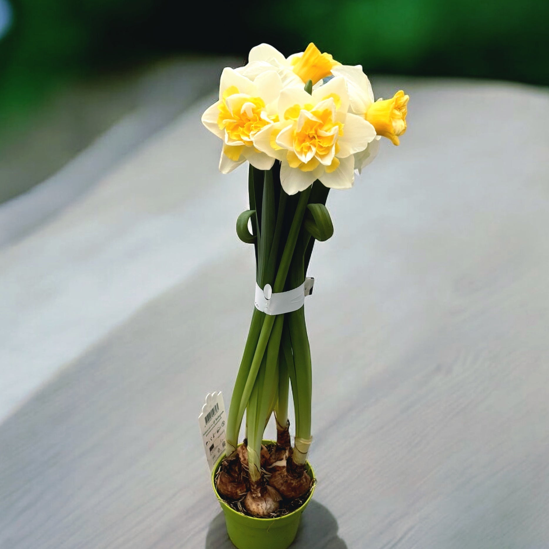 Narcise cu flori mari, bicolore si duble, parfumate - Narcissus 'Golden Pearl'