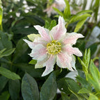 Helleborus orientalis Pretty Ellen Pink (Spanz) D12