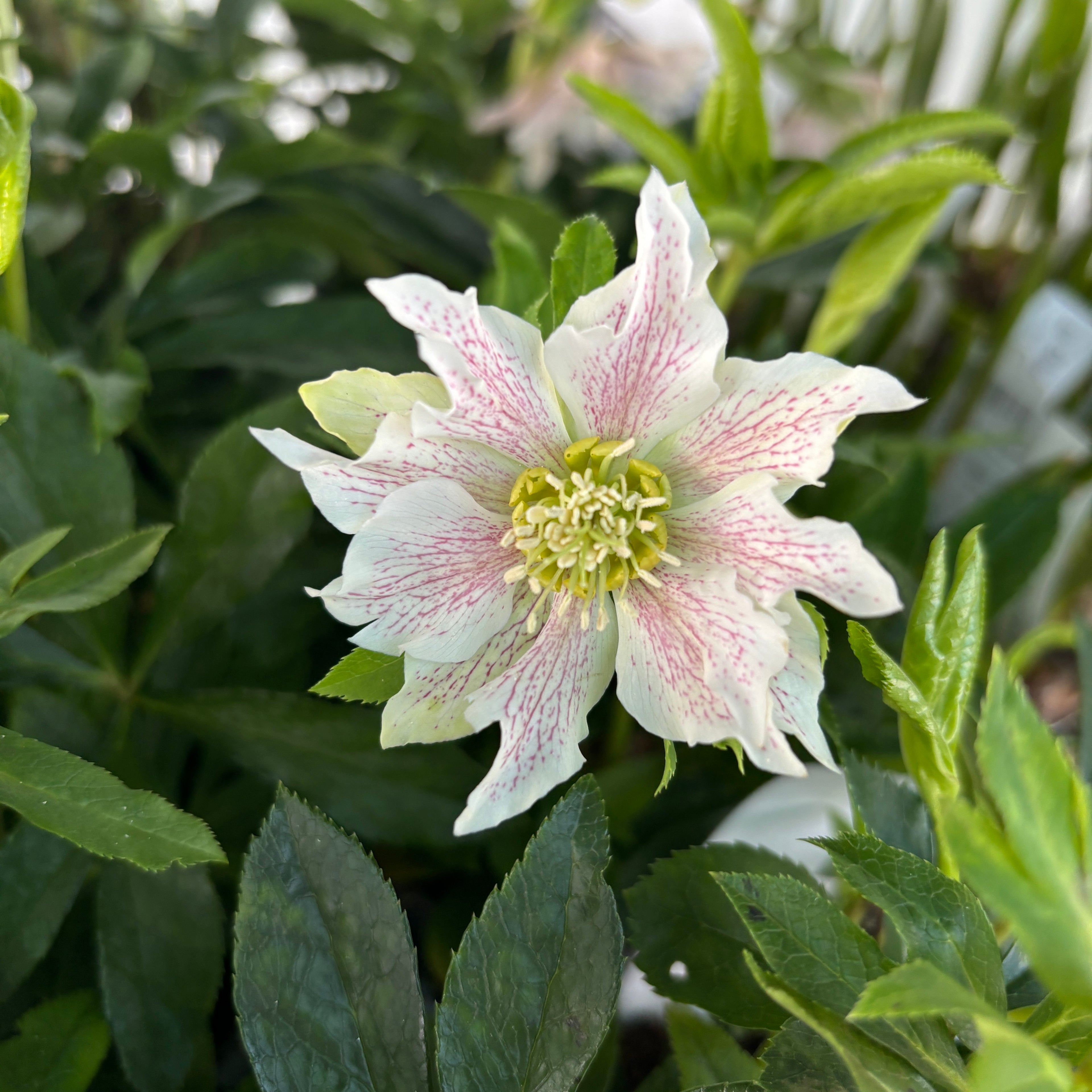 Helleborus orientalis Pretty Ellen Pink (Spanz) D12