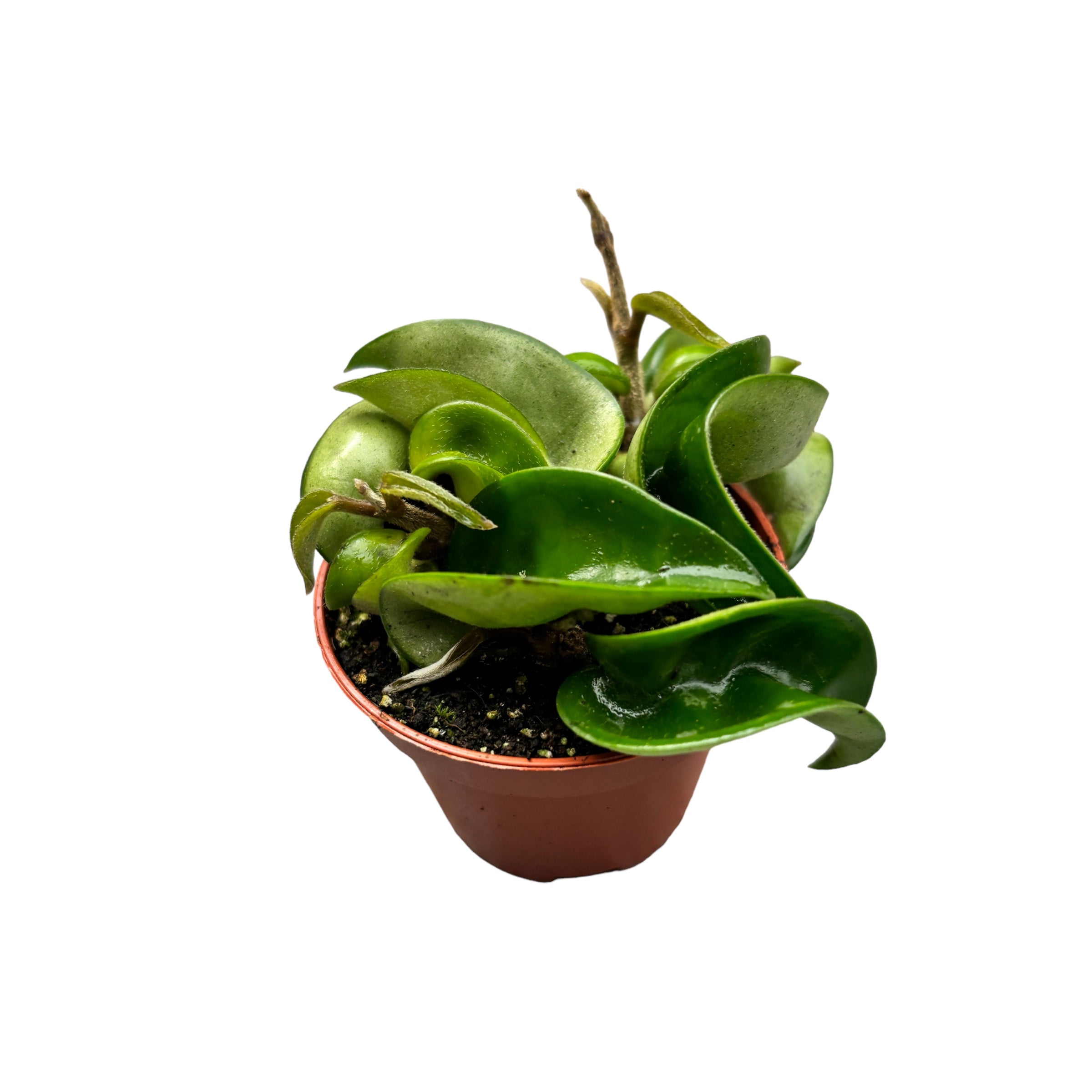 Hoya compacta D6 (Hindu Rope) - parfum de migdale