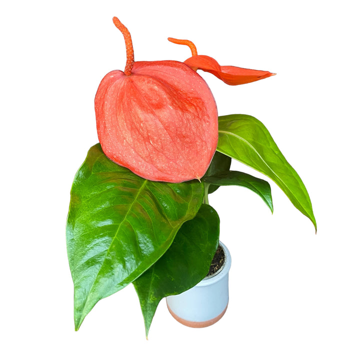 Anthurium Scherzerianum Christine Red