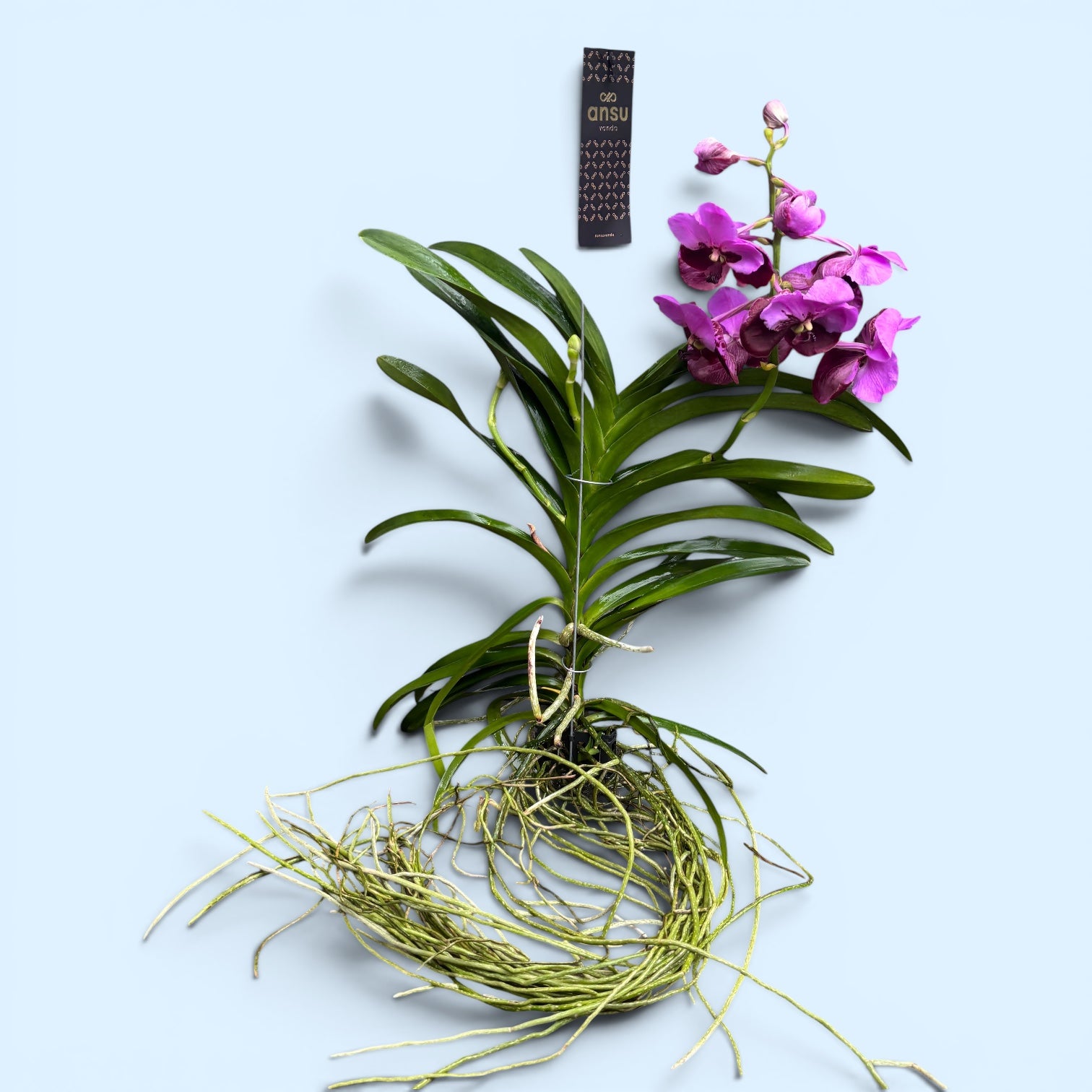 Vanda Divana Pink Maroon (ANSU)