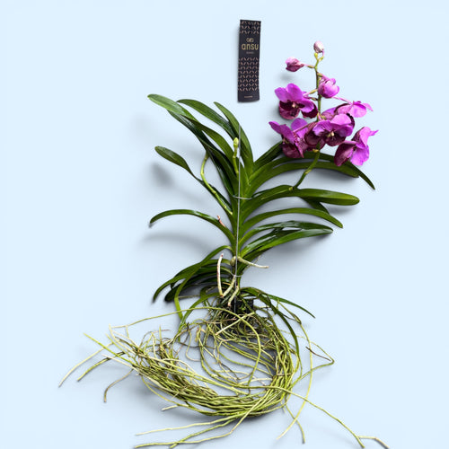 Vanda Divana Różowo-Bordowa