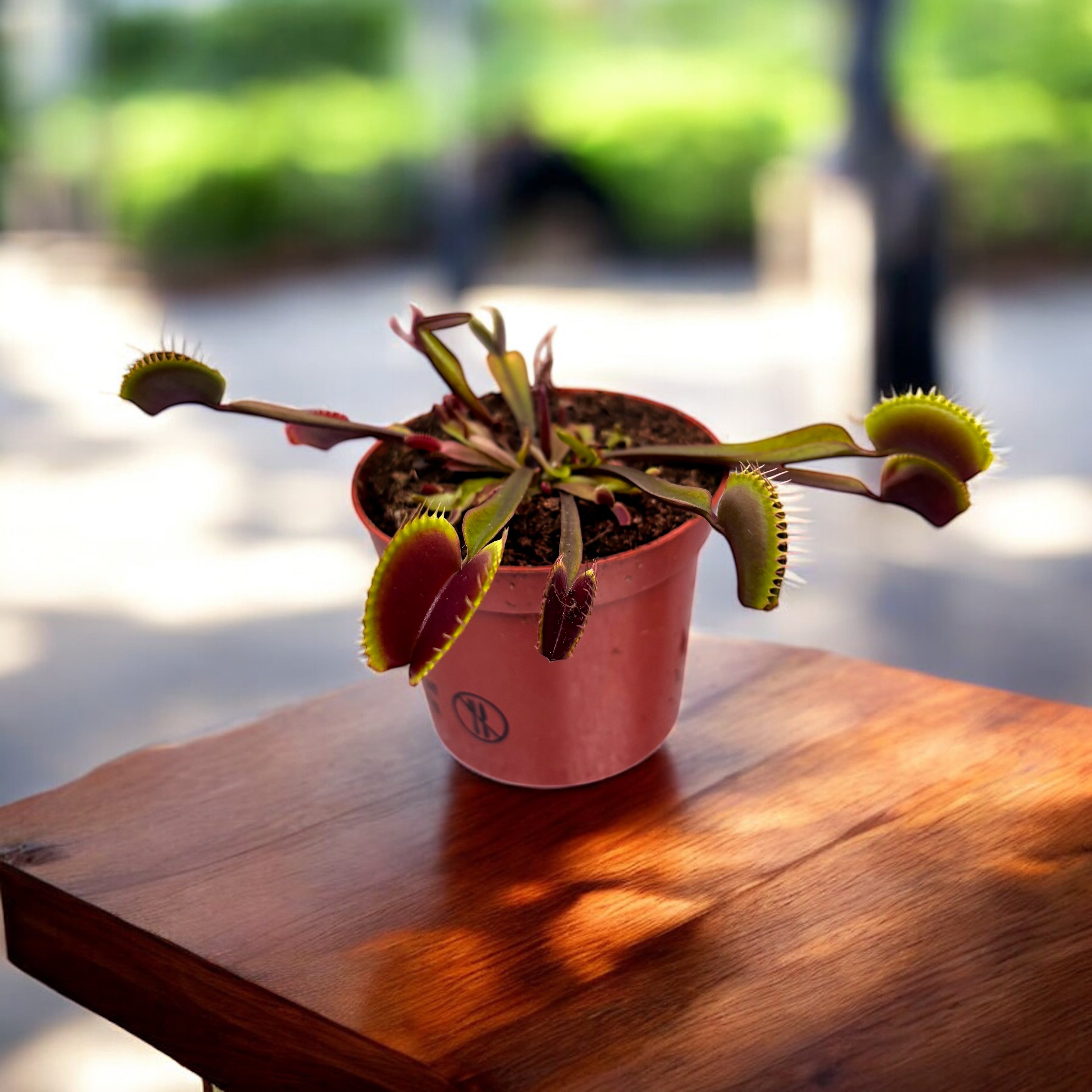 Dionaea muscipula ‘Maroon’ – capcana lui Venus