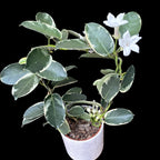 Stephanotis floribunda ‘Alpine’ (variegata) - Iasomia de Madagascar (parfumata)