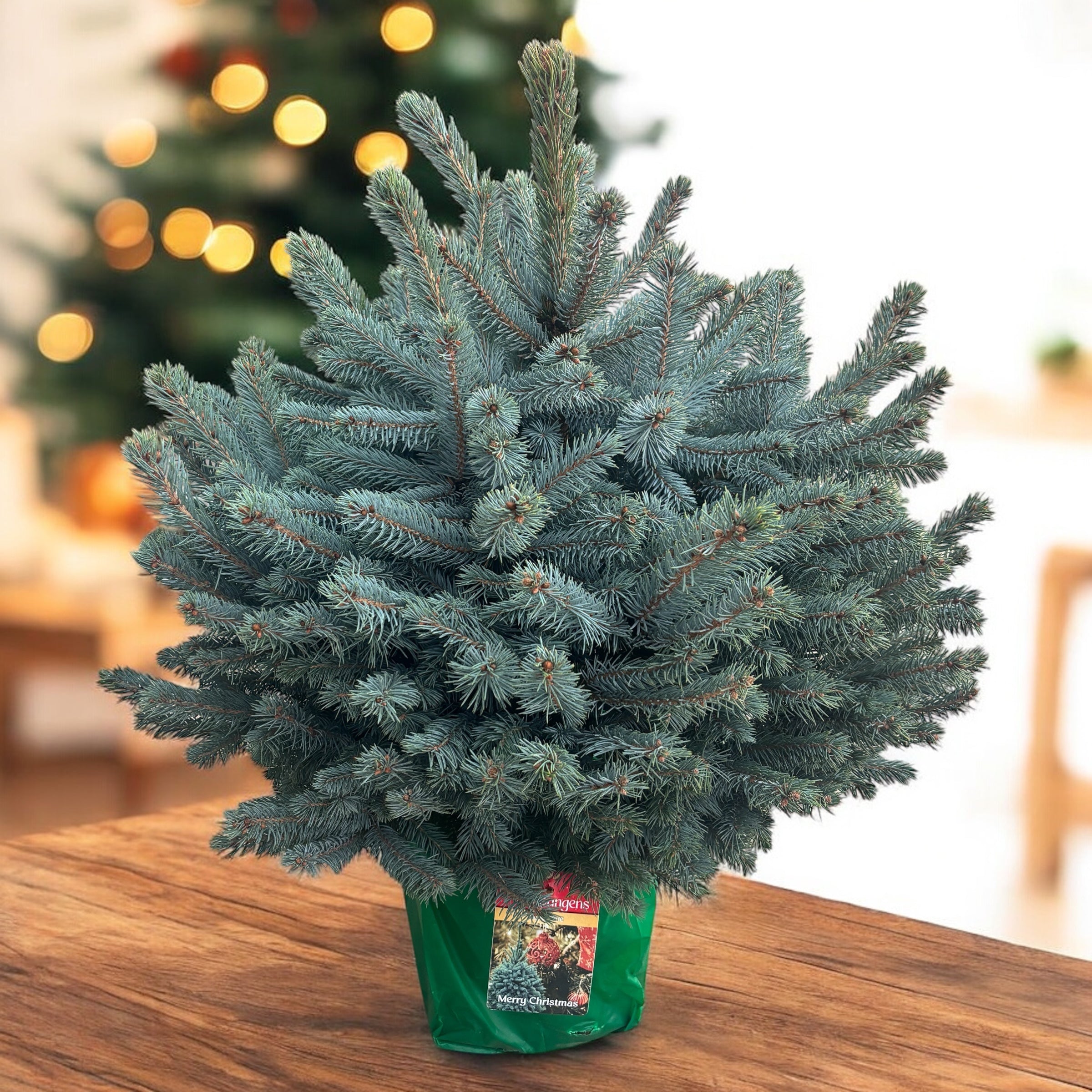 Brad argintiu in ghiveci XXL - Picea pungens 'Super Blue' 80-90 cm
