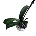 Phalaenopsis Golden Poeker Leopard (Pandorra)