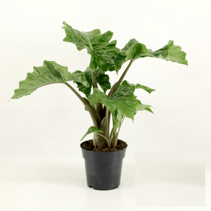 Alocasia 'Low Rider'